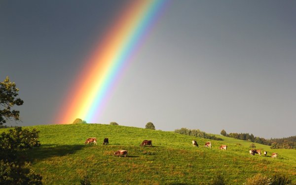 Красивая Радуга