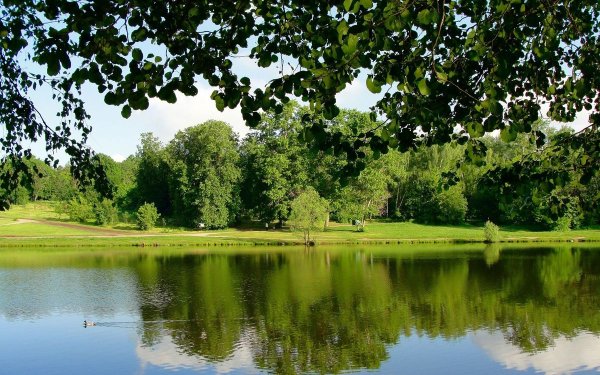 Летний пруд