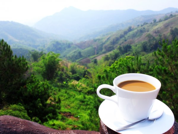 Чай на фоне гор