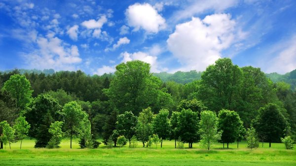 Панорама леса