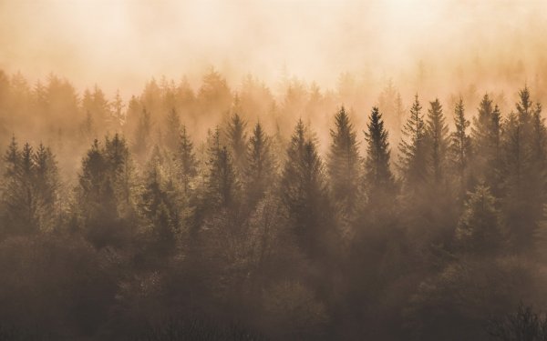 Лес в тумане