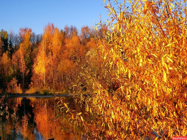 Фотоаппарат к фотоконкурсу