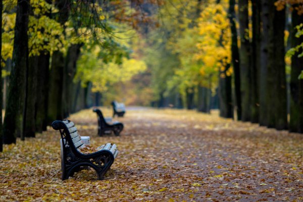 Осенний лес вдали