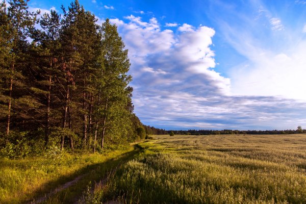 Июльский лес