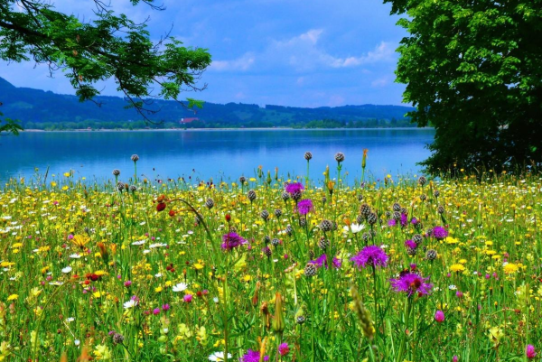 Цветущий луг