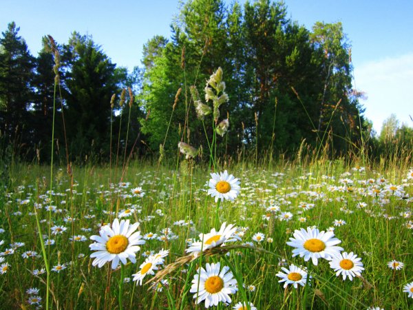 Ромашковое поле Россия