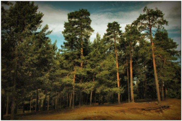 Сосновый Бор хвойный