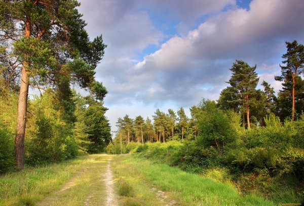 Лес Псковская область Сосновый Бор