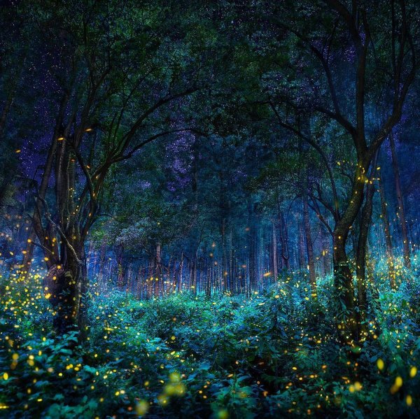 Река светлячков Малайзия