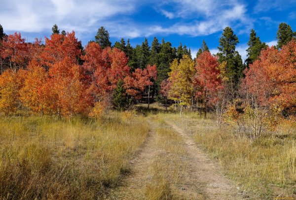 Осенний лес