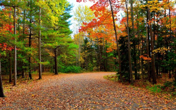 Осень смешанный лес парк