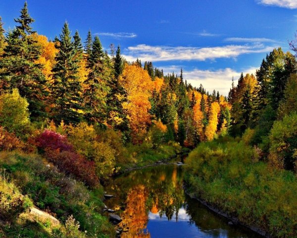 Смешанный лес