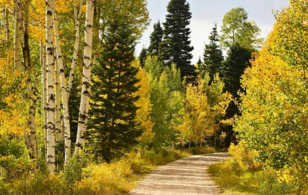 Смешанный лес ель береза осенью