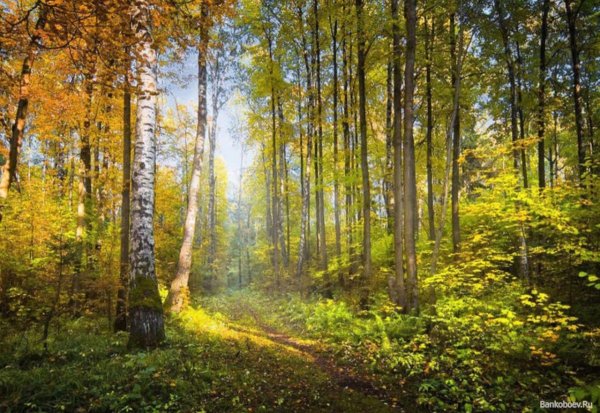 Солнечный день в лесу