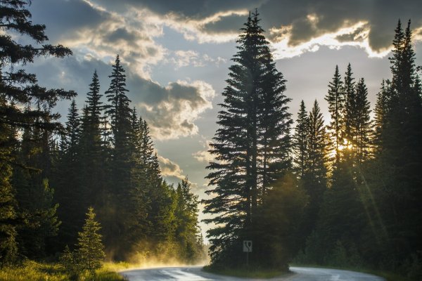 Пейзажи хвойного леса