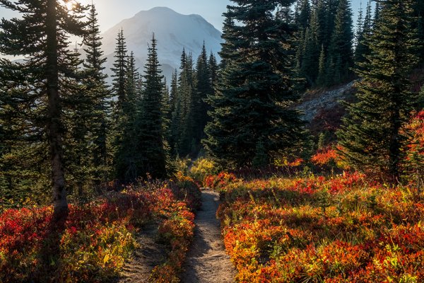 Красивый лес и горы