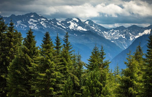 Коричневый пейзаж