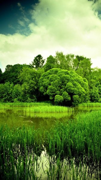 Зеленая природа