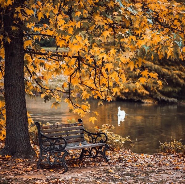 Осенний сад скамейка