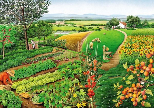 Овощи на огороде