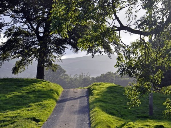 Дорога среди деревьев