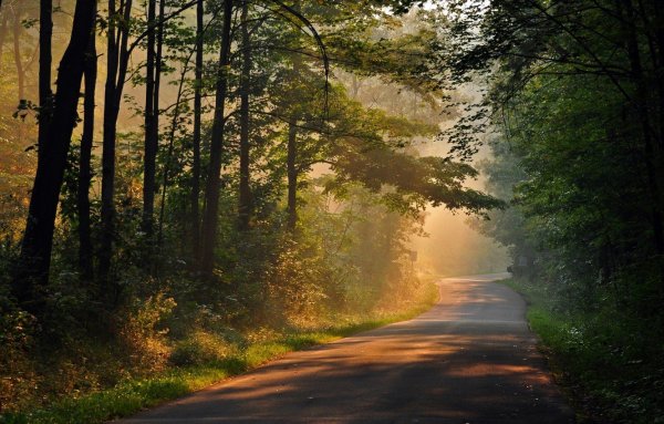 Дорога в лесу