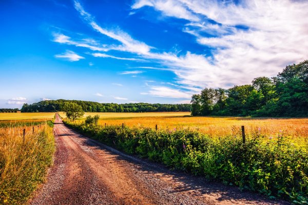 Летний пейзаж