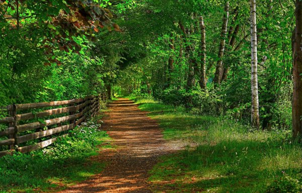 Летняя тропинка в лесу