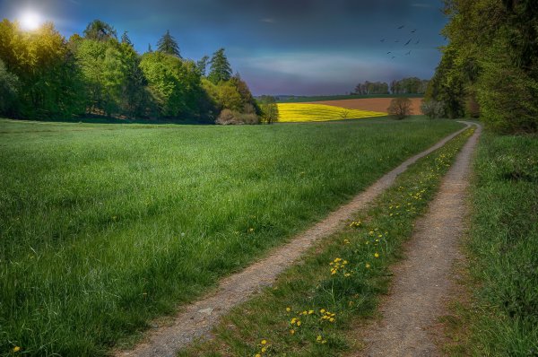 Тропинка в поле