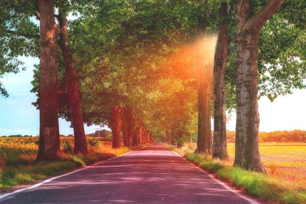 Летняя дорога