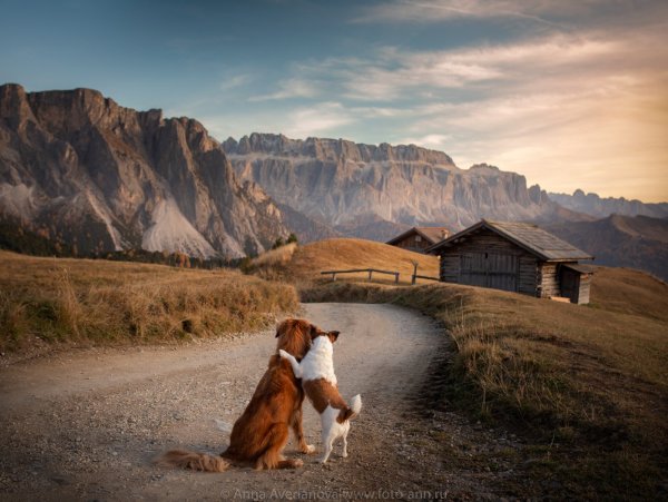 Пейзажи со щенком