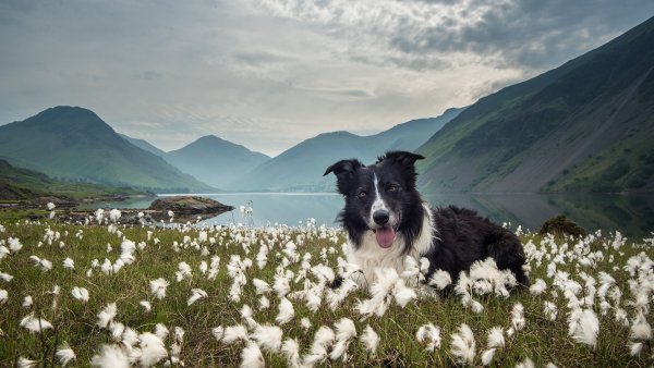 Бордер колли в поле