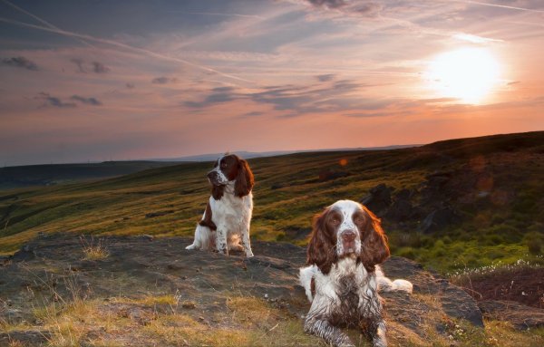 Собака на закате