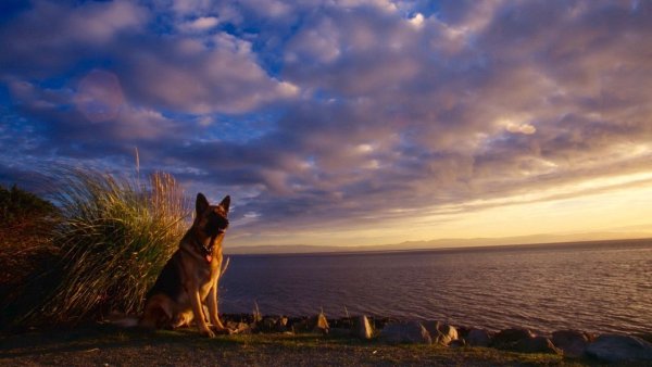 Красивые пейзажи с собаками