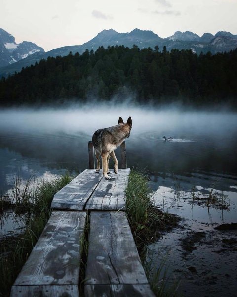 Красивые пейзажи с собаками