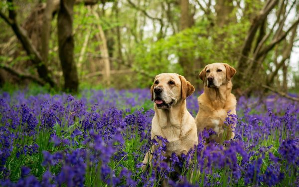 Красивые пейзажи с собаками