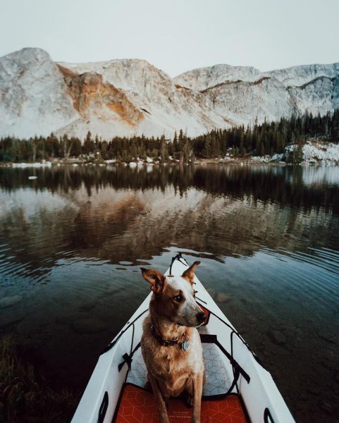 Вдохновение собака