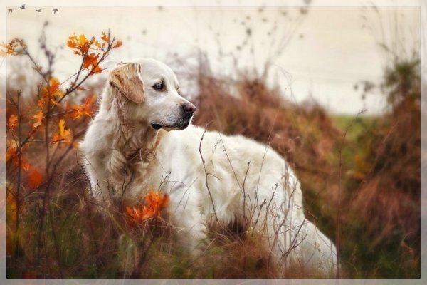 Габи собачка Габи собачка