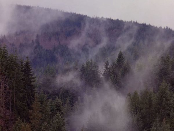 Леса Твин пикс