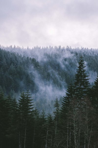 Леса Твин пикс