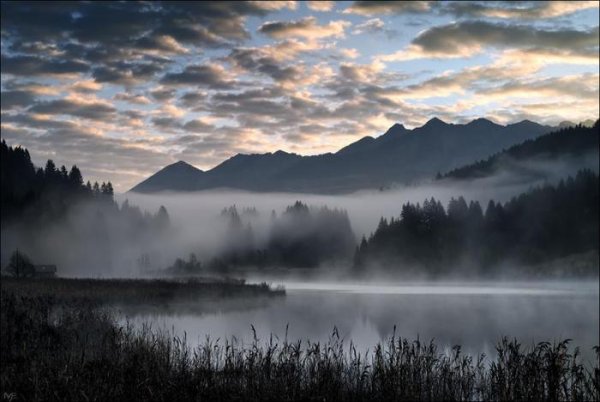 Лес туман Твин пикс