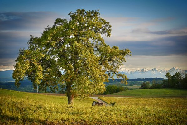 Пейзаж с деревьями