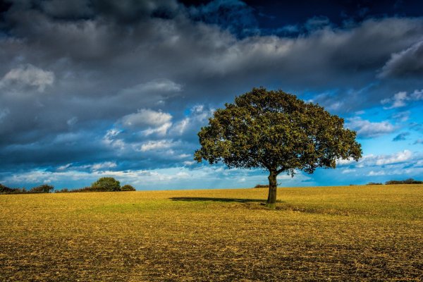 Дерево в поле