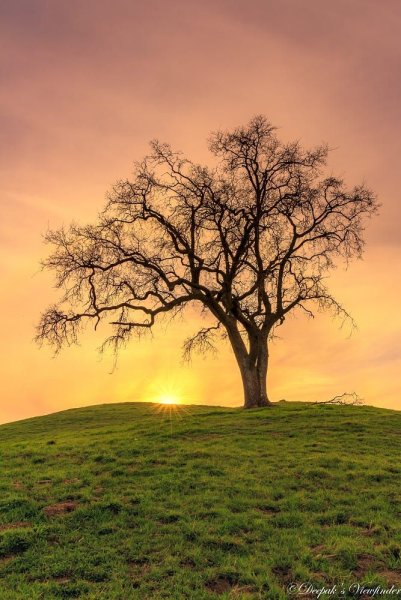 Одинокое дерево