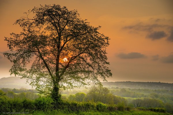 Пейзаж с деревьями