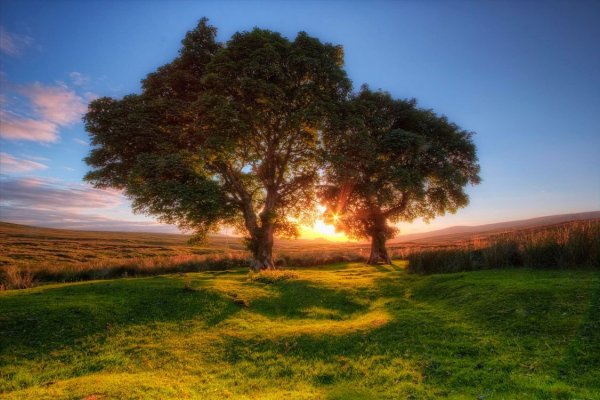 Красивое дерево в поле