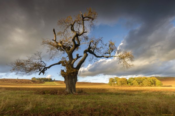 Одинокий дуб