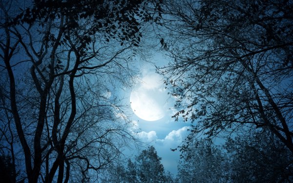 Ночная природа