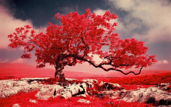 Красная природа