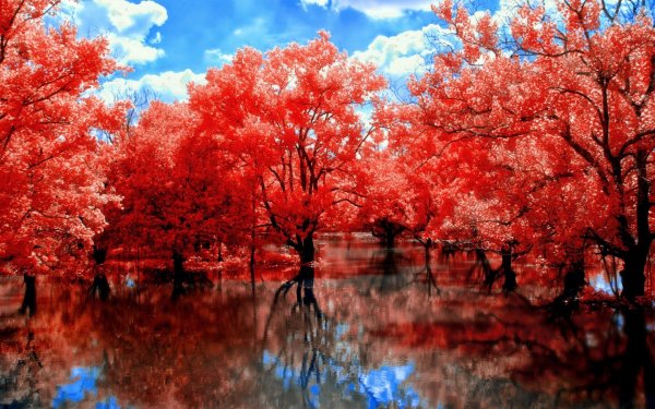 Красное дерево